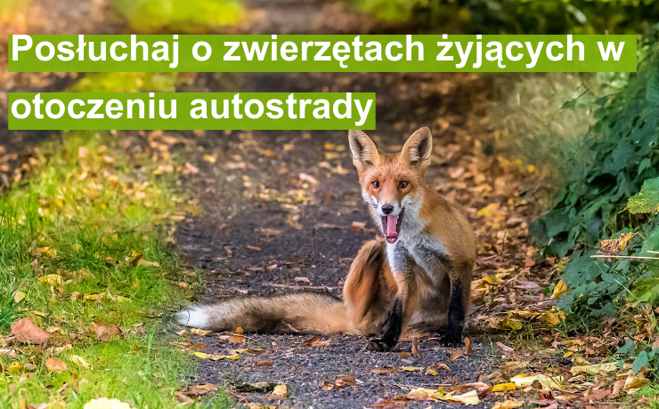 obraz - podcasty autostrada wielkopolska